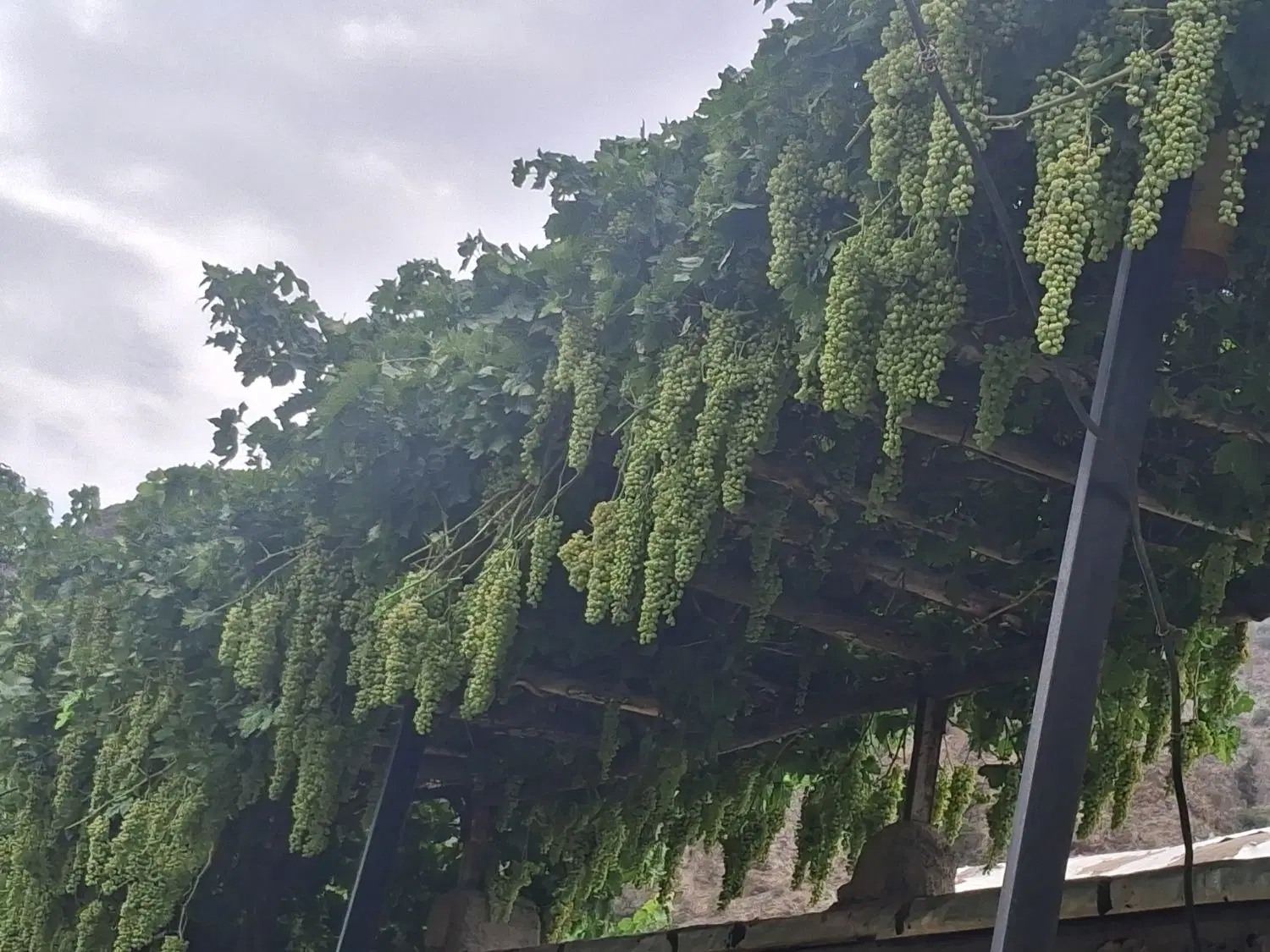 فروش زمین نارجو روبروی پمپ