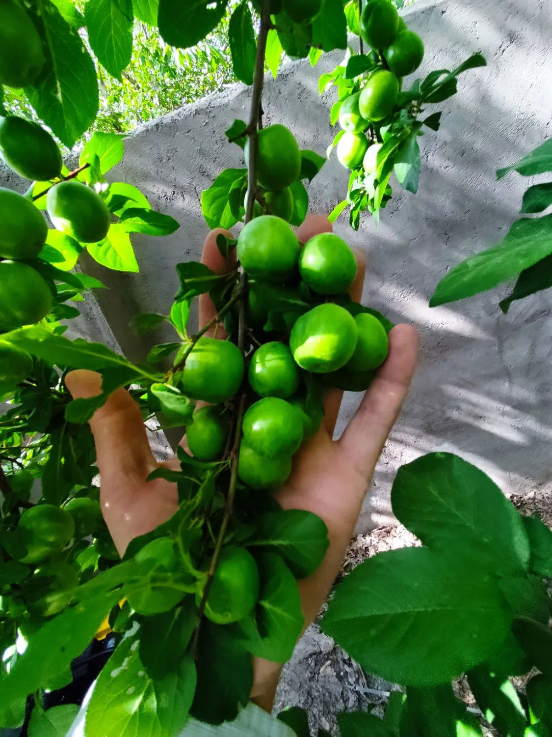خونه باغ واقع در سیرجان چهار گنبد