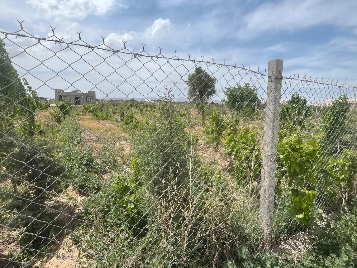 باغ انگور و با نهال درخت در تاکستان قزوین
