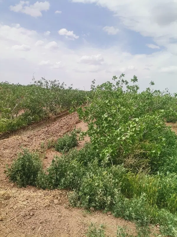 زمین باغ پسته وآب شیرین