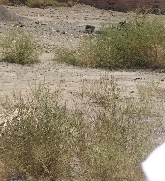 زمین لب خیابان ۲۰ متری