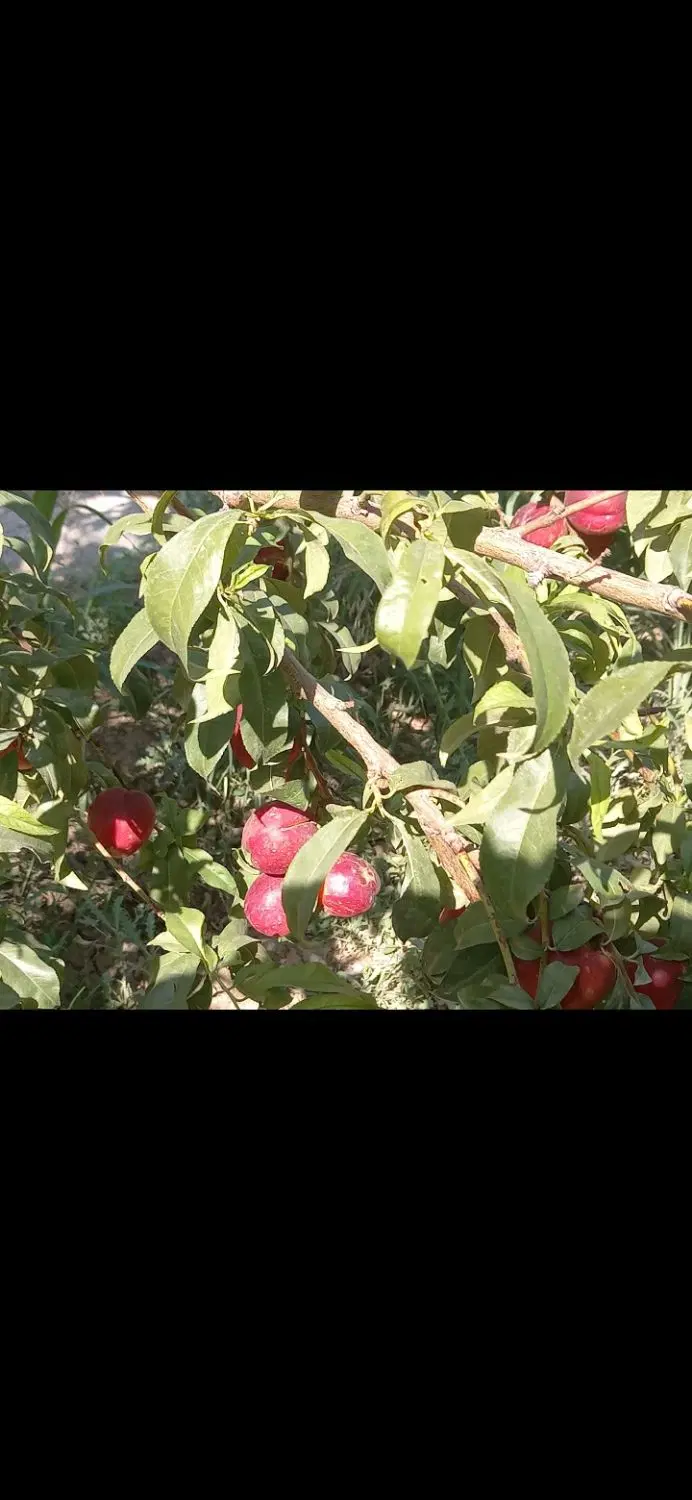 باغ قدیمی پیشک یک