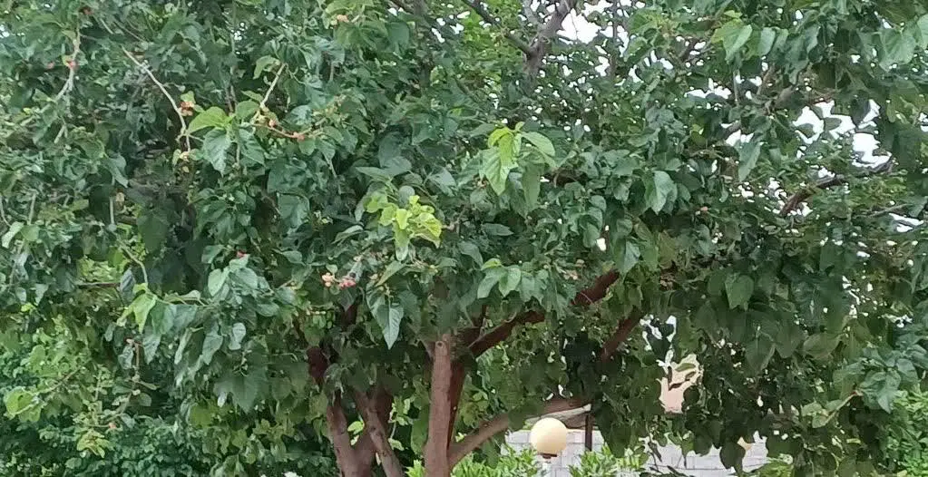 باغچه  شهری معروف به باغچه حاج چراغ