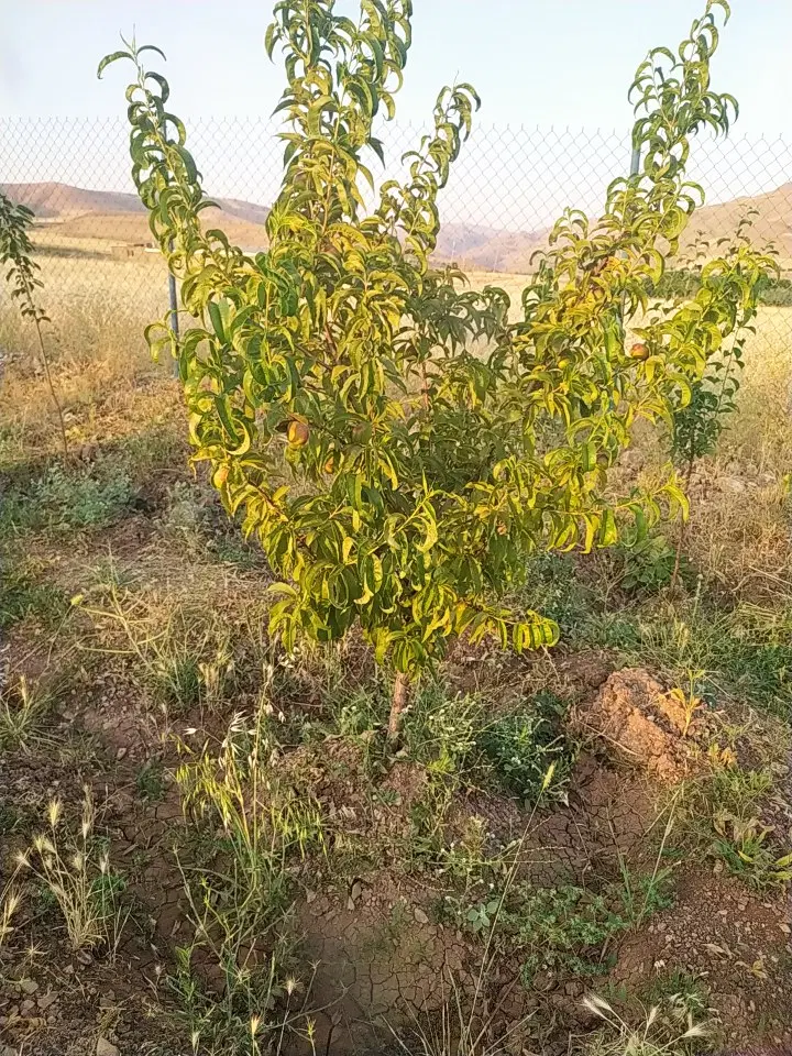 فروش باغ