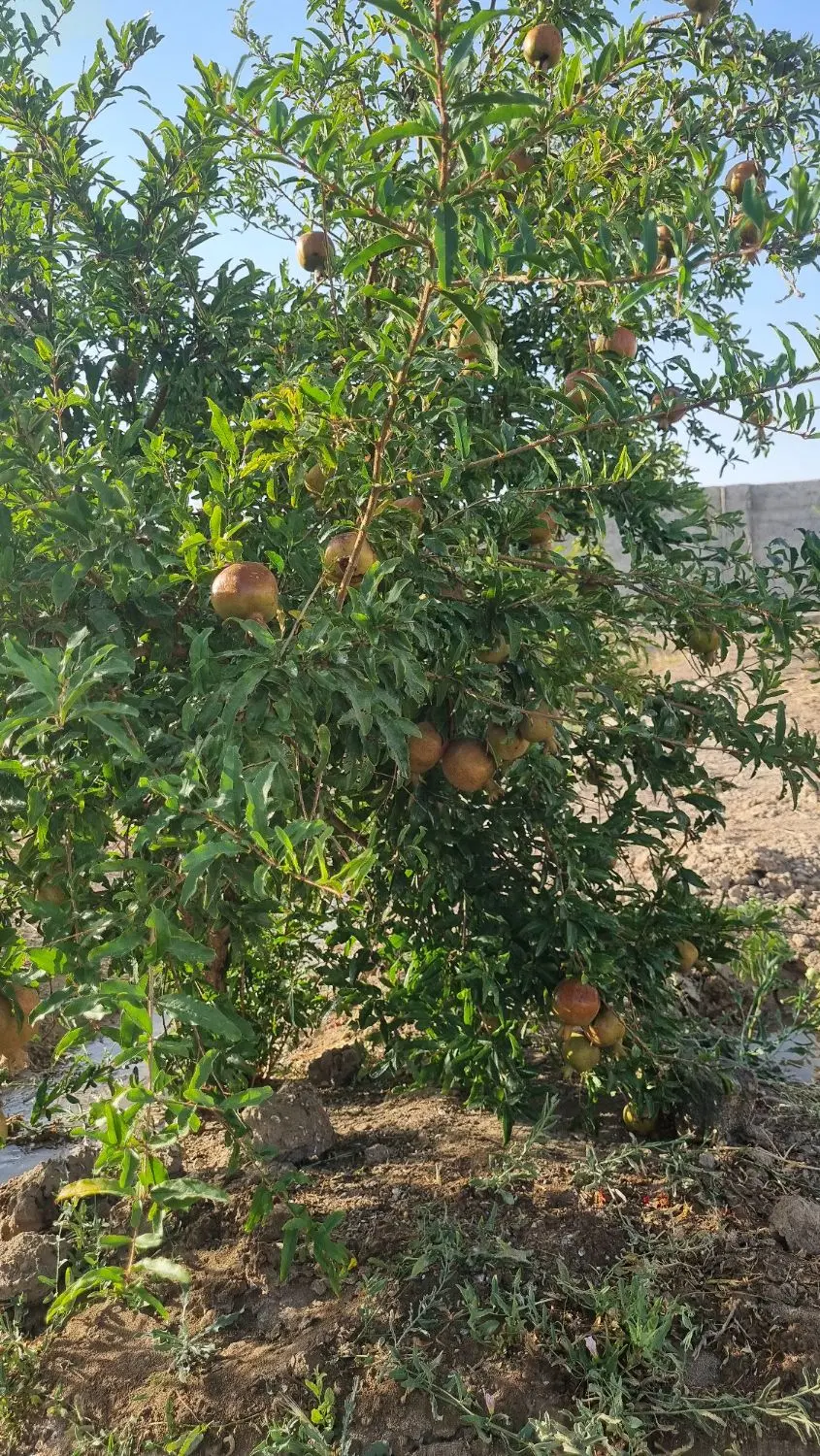 باغ میوه