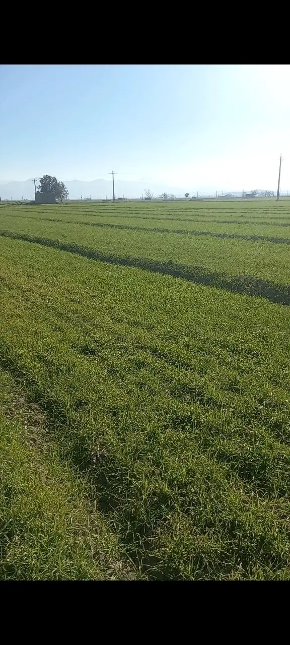 سه هکتار زمین کشاورزی اجاره