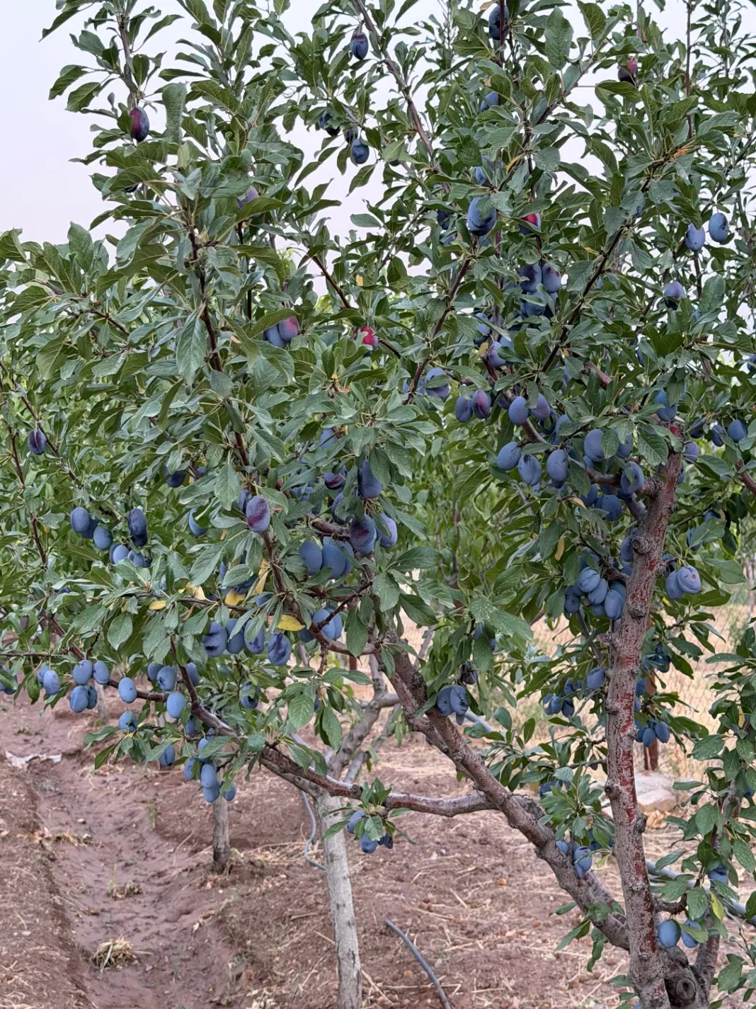 کورانه  نجف اباد پشت باغ گردو