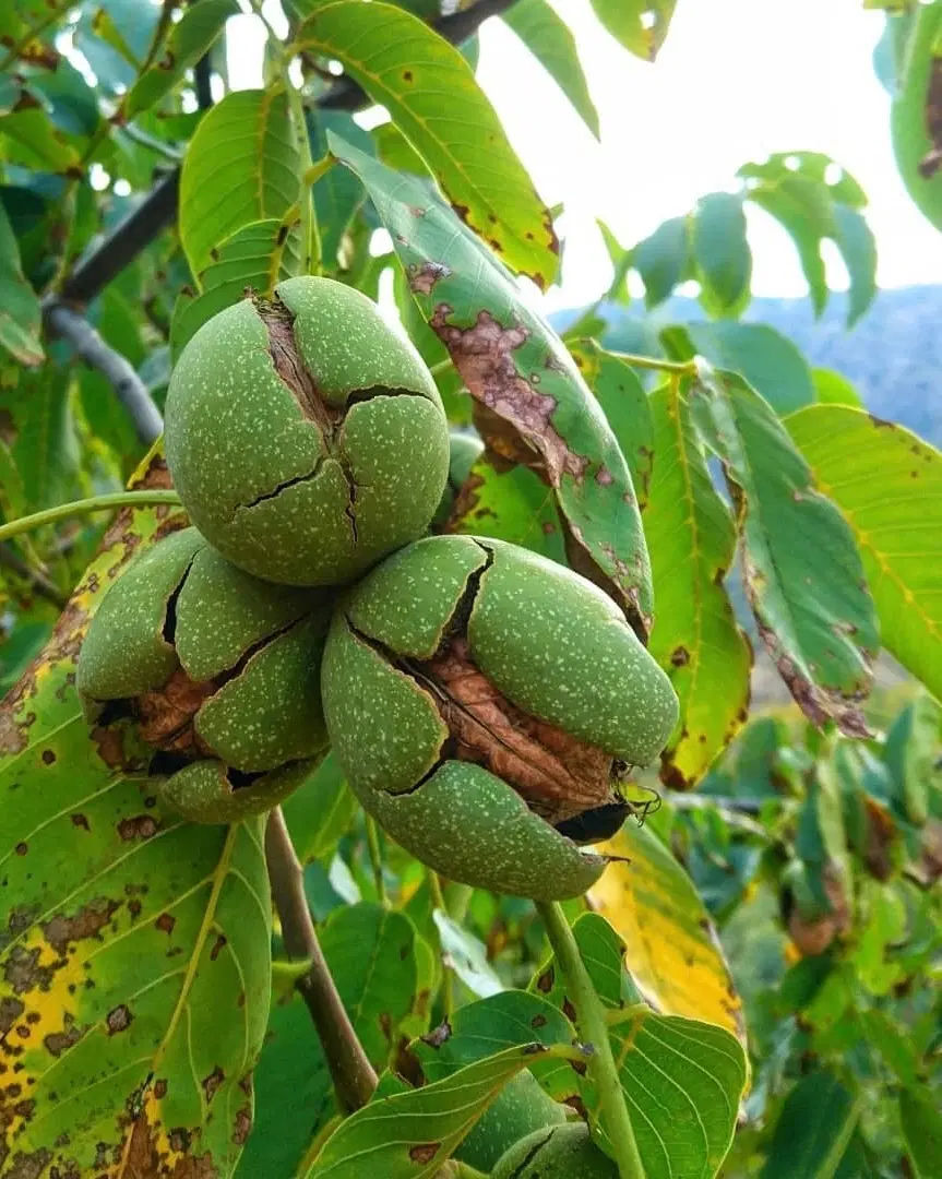 باغ گردو