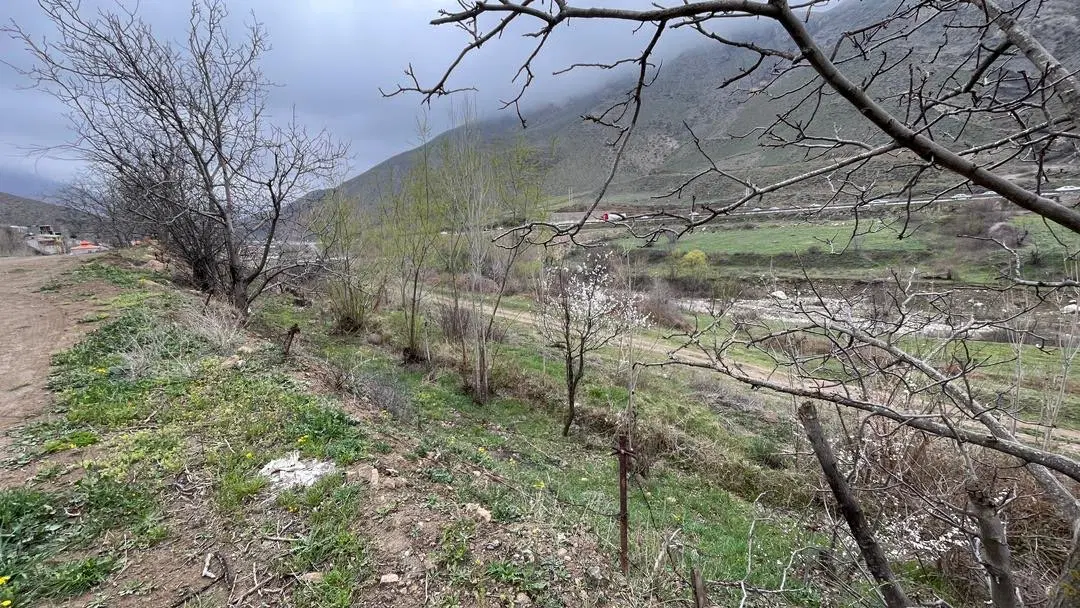 زمین سند تک برگ