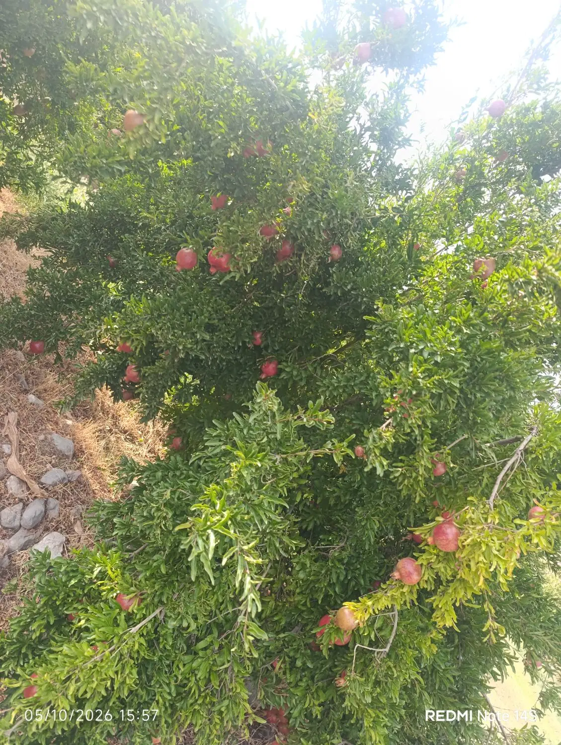 باغچه نقلی