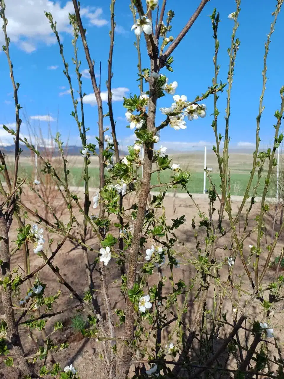 خانه باغ به متراژ ۲۰۰۰ متر با ساختمان ۹۰ متری