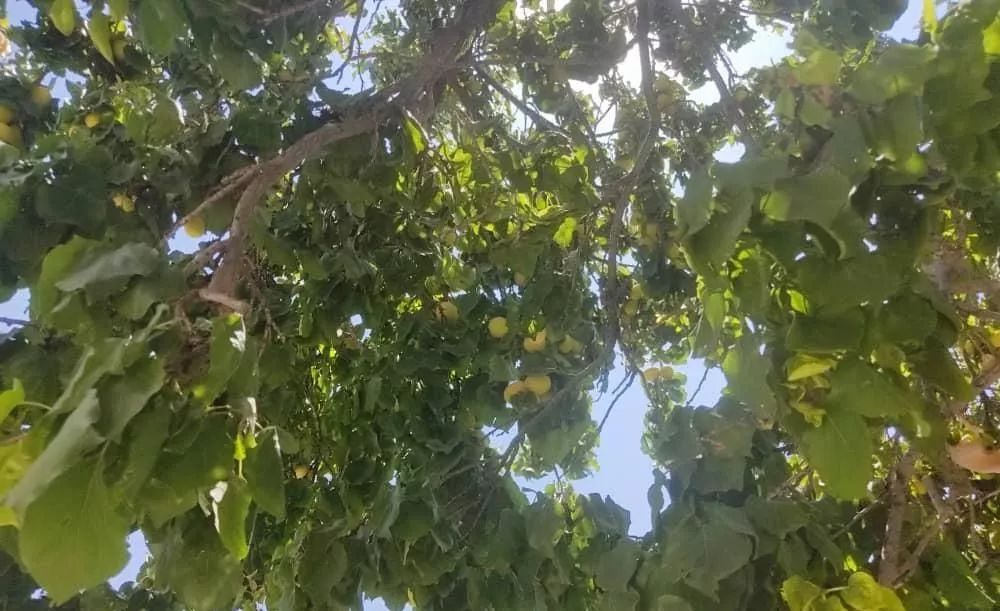 فروش باغ و خانه باغ. دارای سند