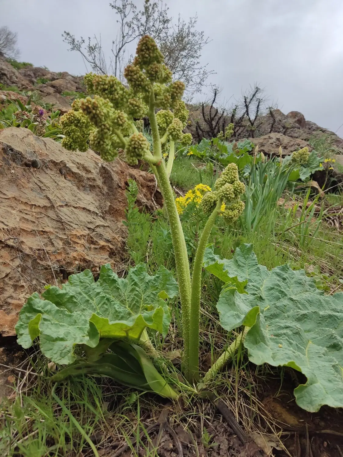 اجاره زمین کشاورزی
