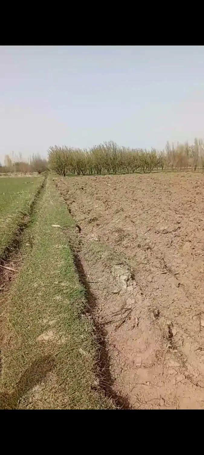 اجاره زمین کشاورزی در روستای ساتلمش