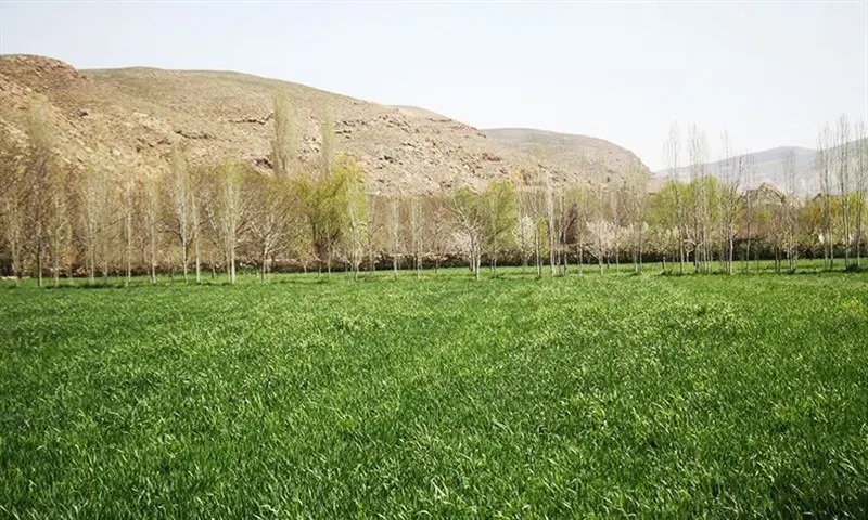 باغ ۵۰۰ متری چسبیده شهر