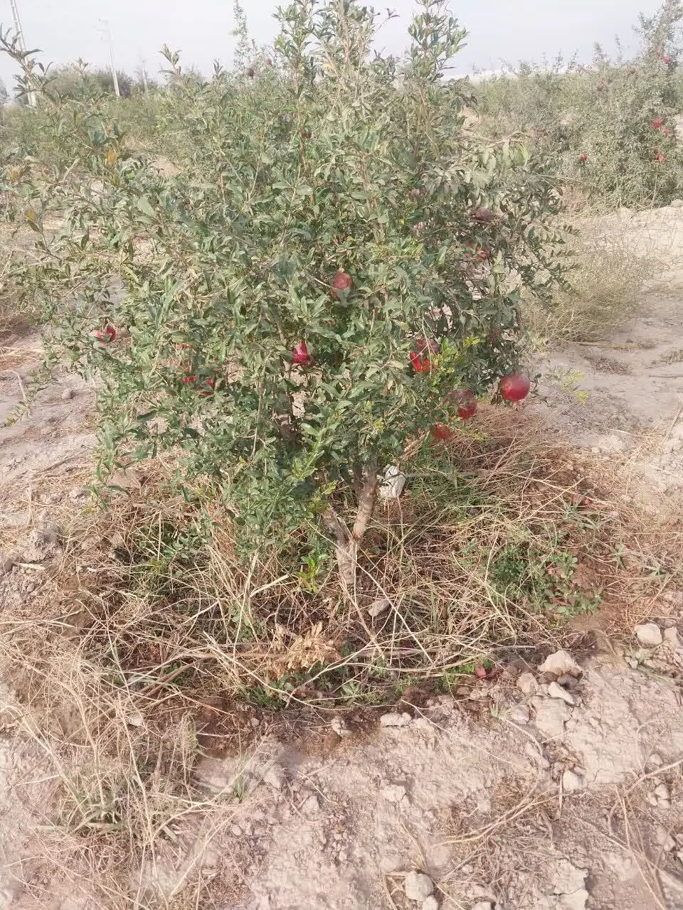 زمین باغ زمین ۴۵۰متر