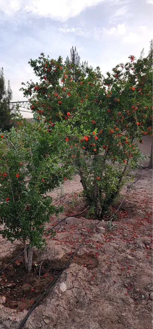 فروش باغ انار و پسته