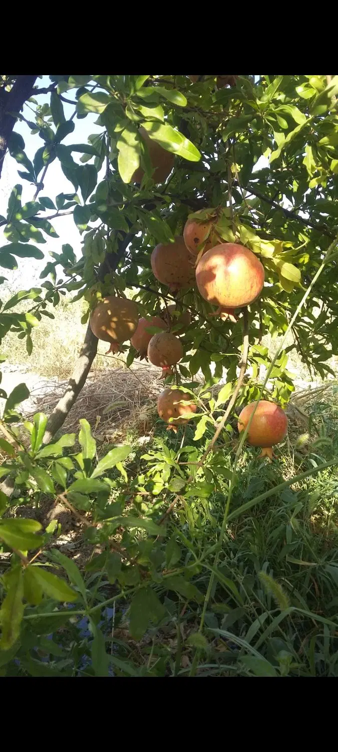 باغ آقدره