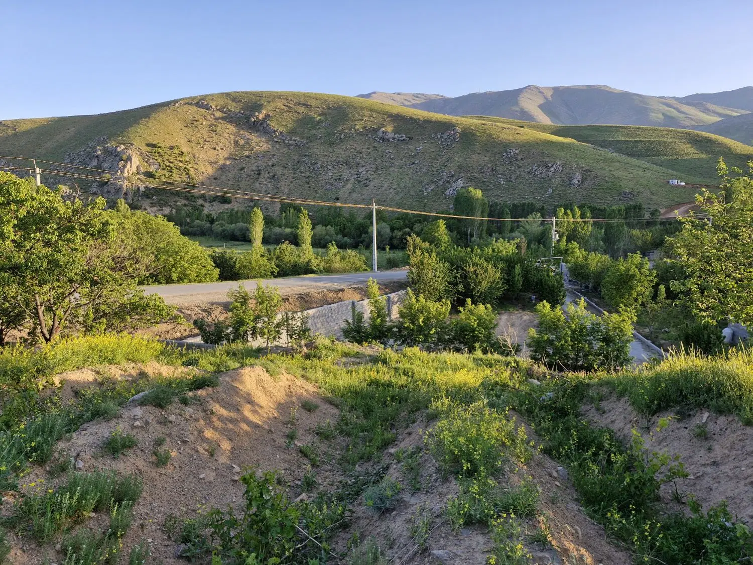 باغ انگور.تاکستانی