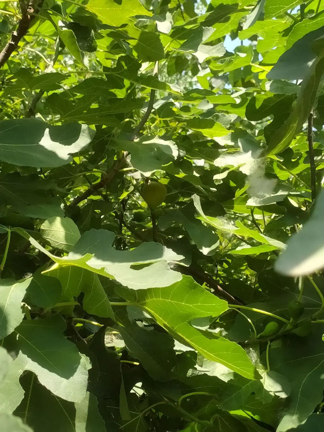 خونه ویلایی روستایی و باغ