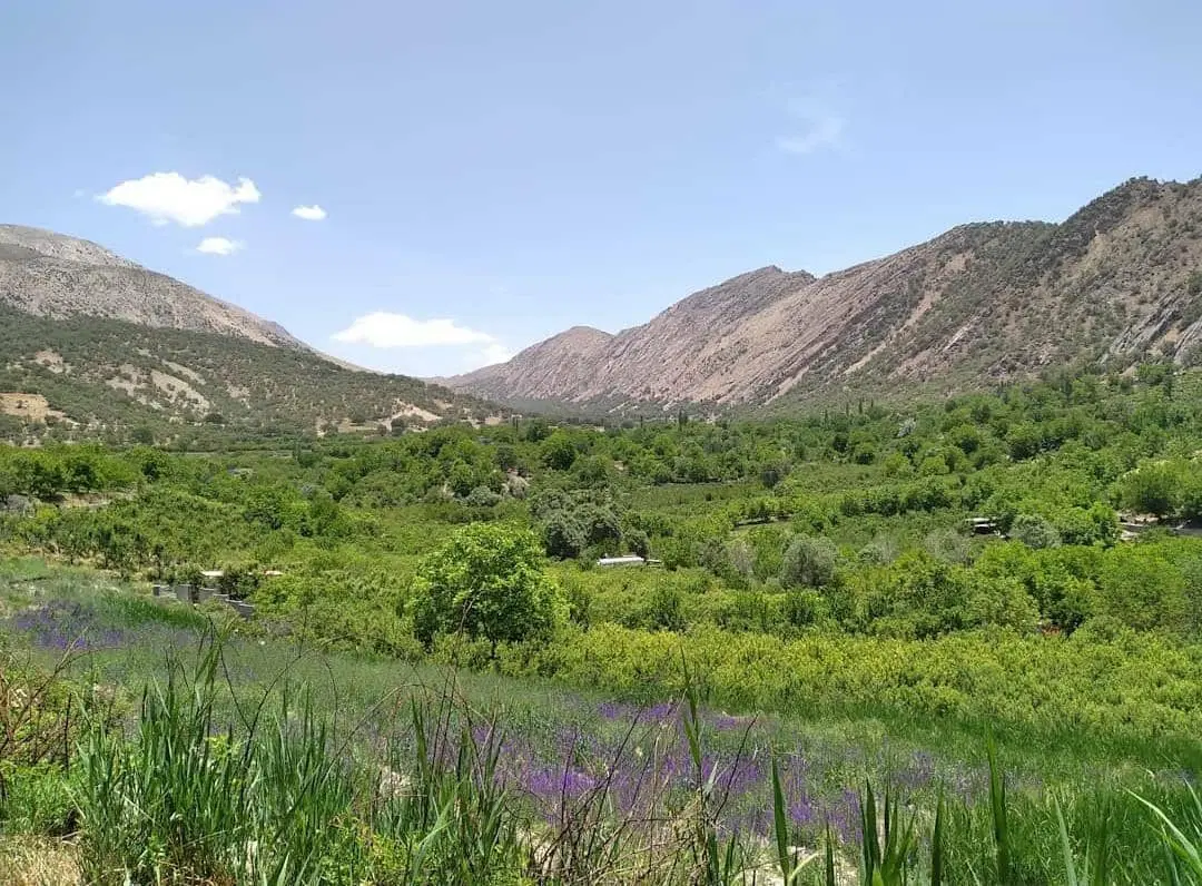 فروش باغ ثمری ۳۰ ساله روستای کوخدان
