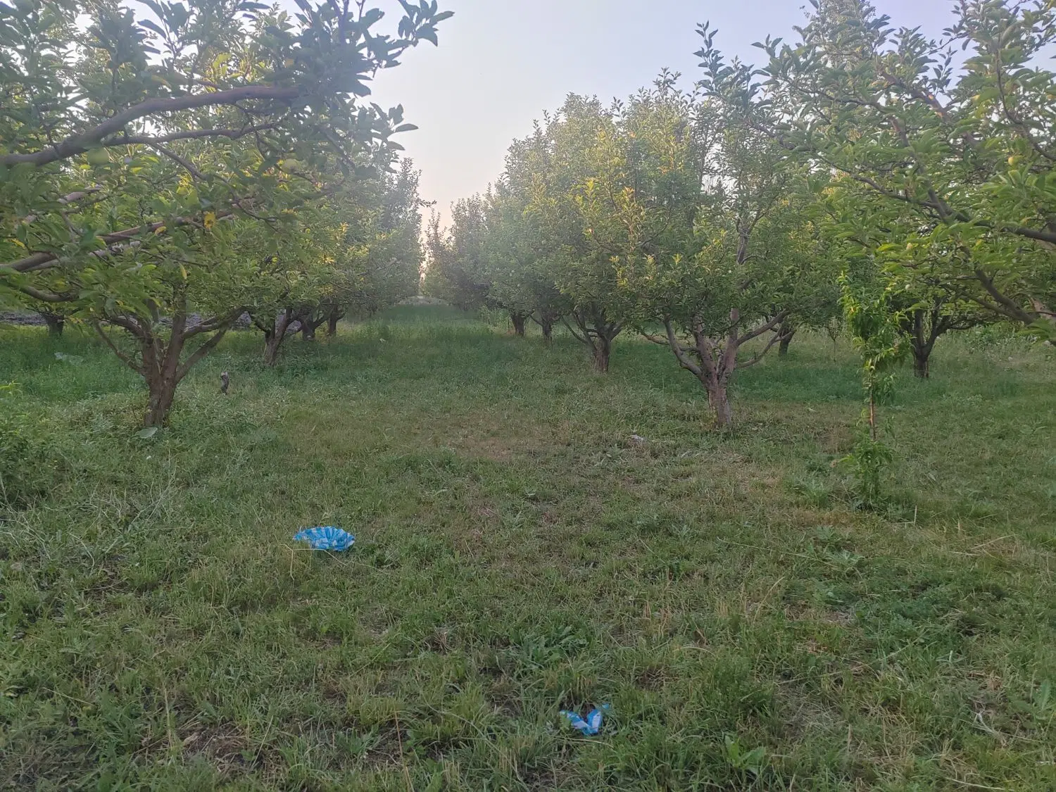باغچه در اردشاهی