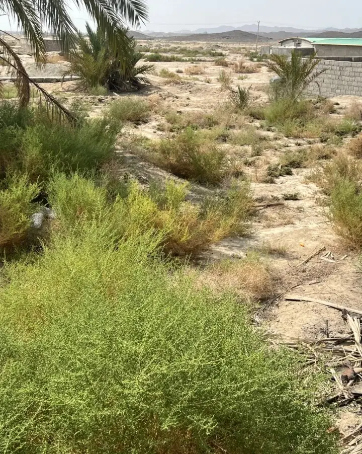 زمین فروشی غفور آباد