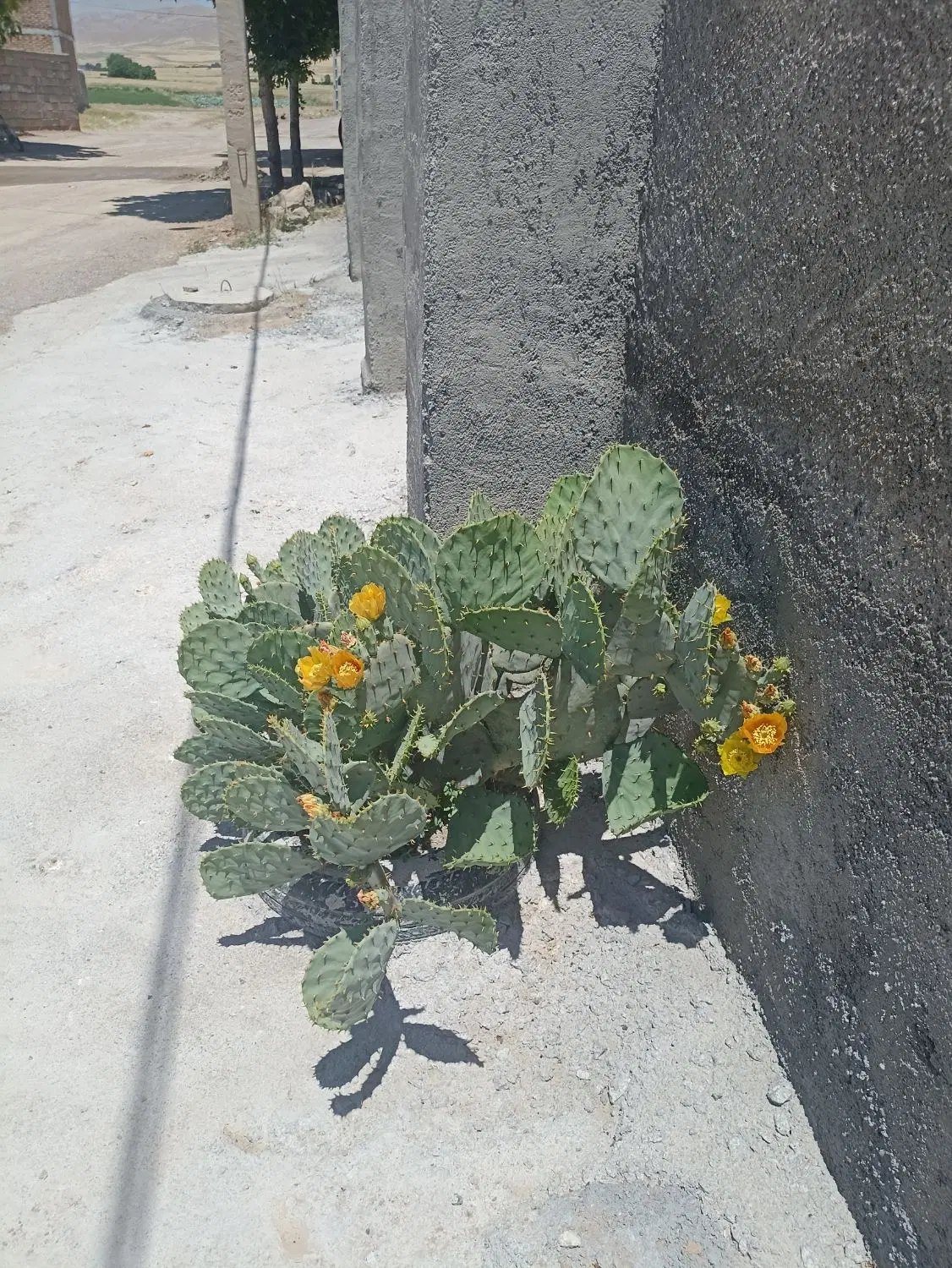زمین کشاورزی صحنه روستای هاشم اباد