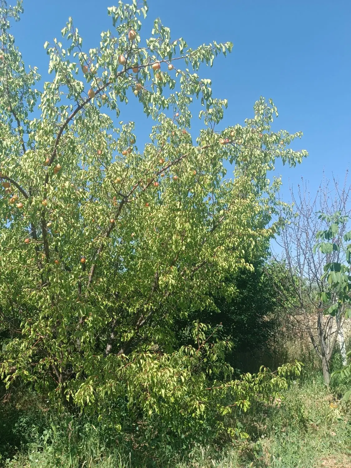 باغ در مرند