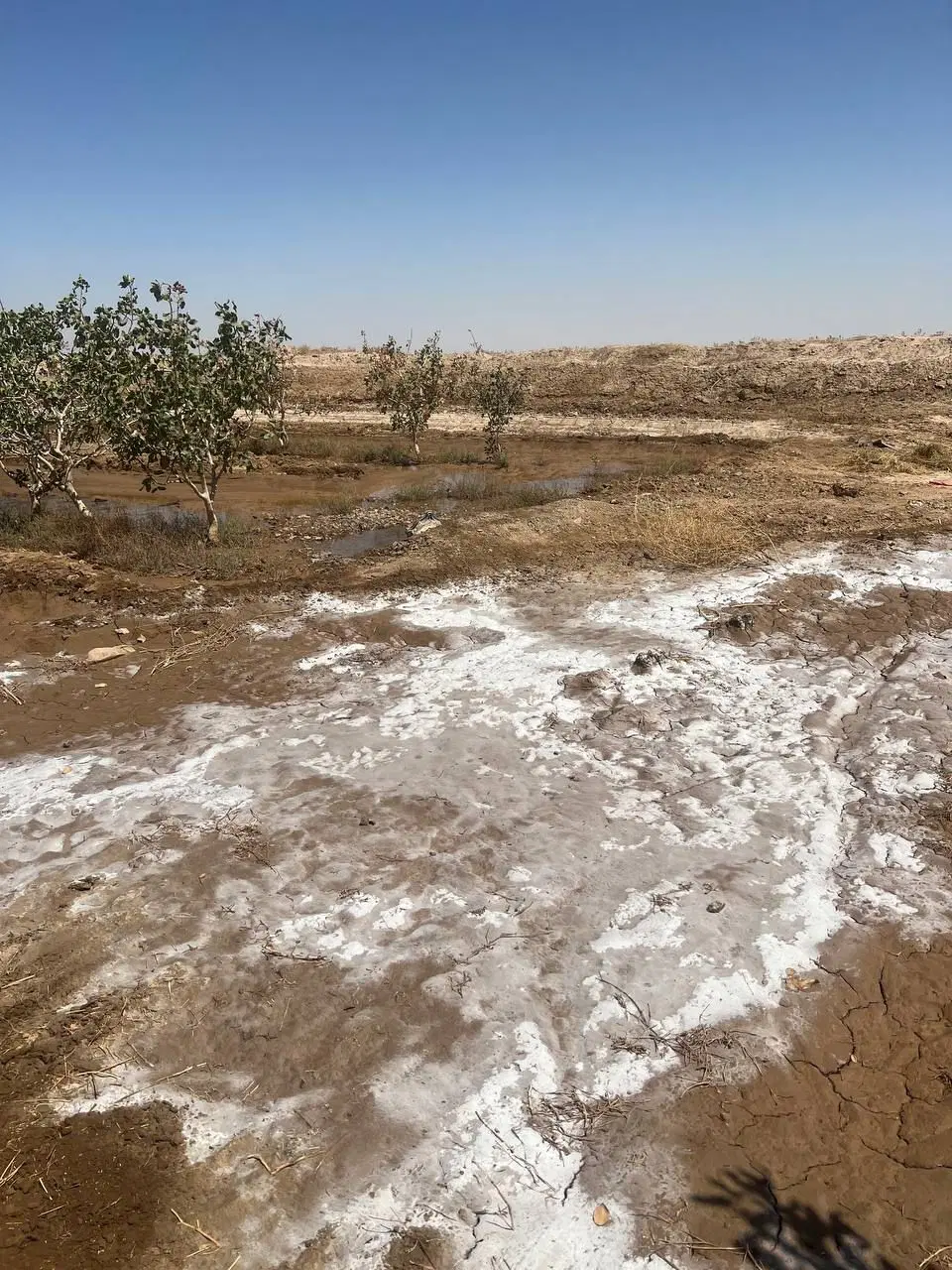 زمین. باغچه