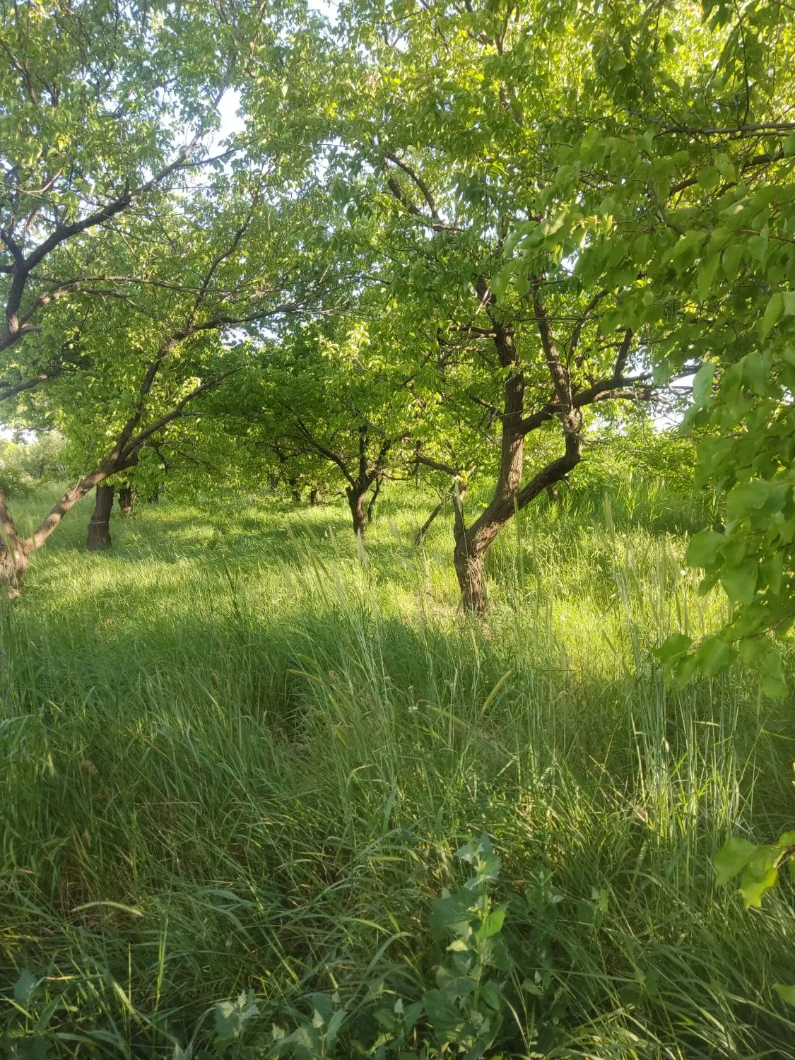 باغچه الوان دو هکتار