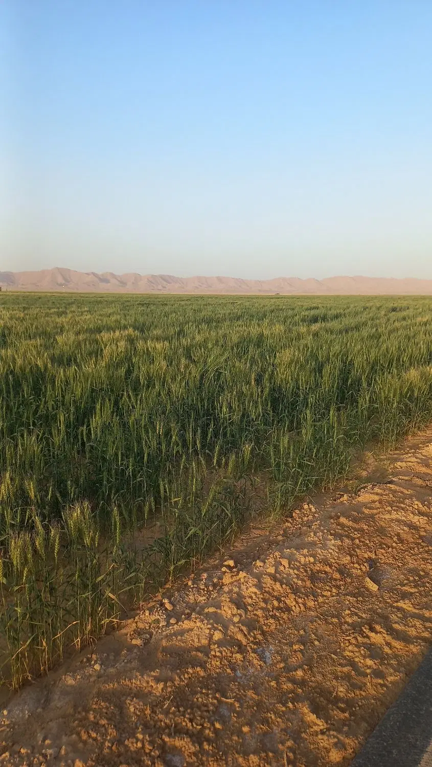رهن ویلایی کورش کوی ملت