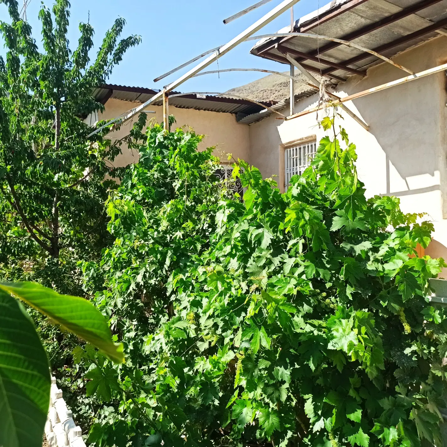 باغ در حسین آباد