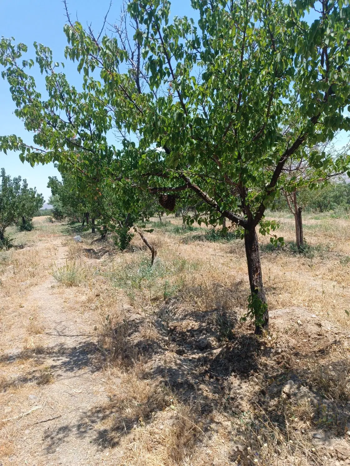دوهزار متر باغ خمین* (فضایی امن و دنج دوران جنگ)