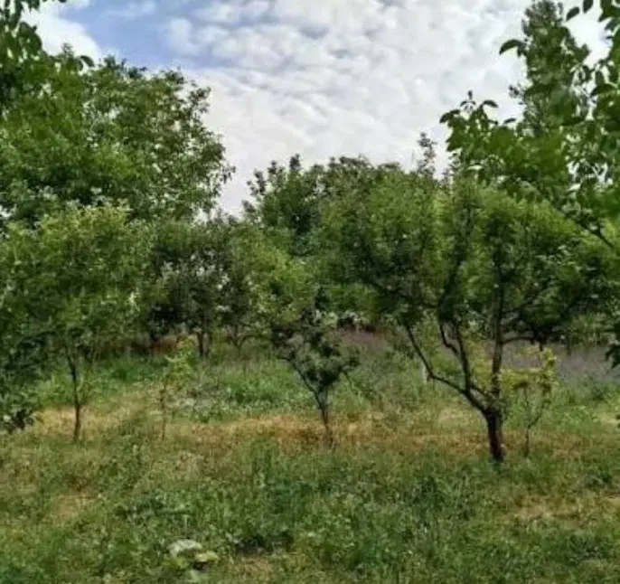 باغ درجزین