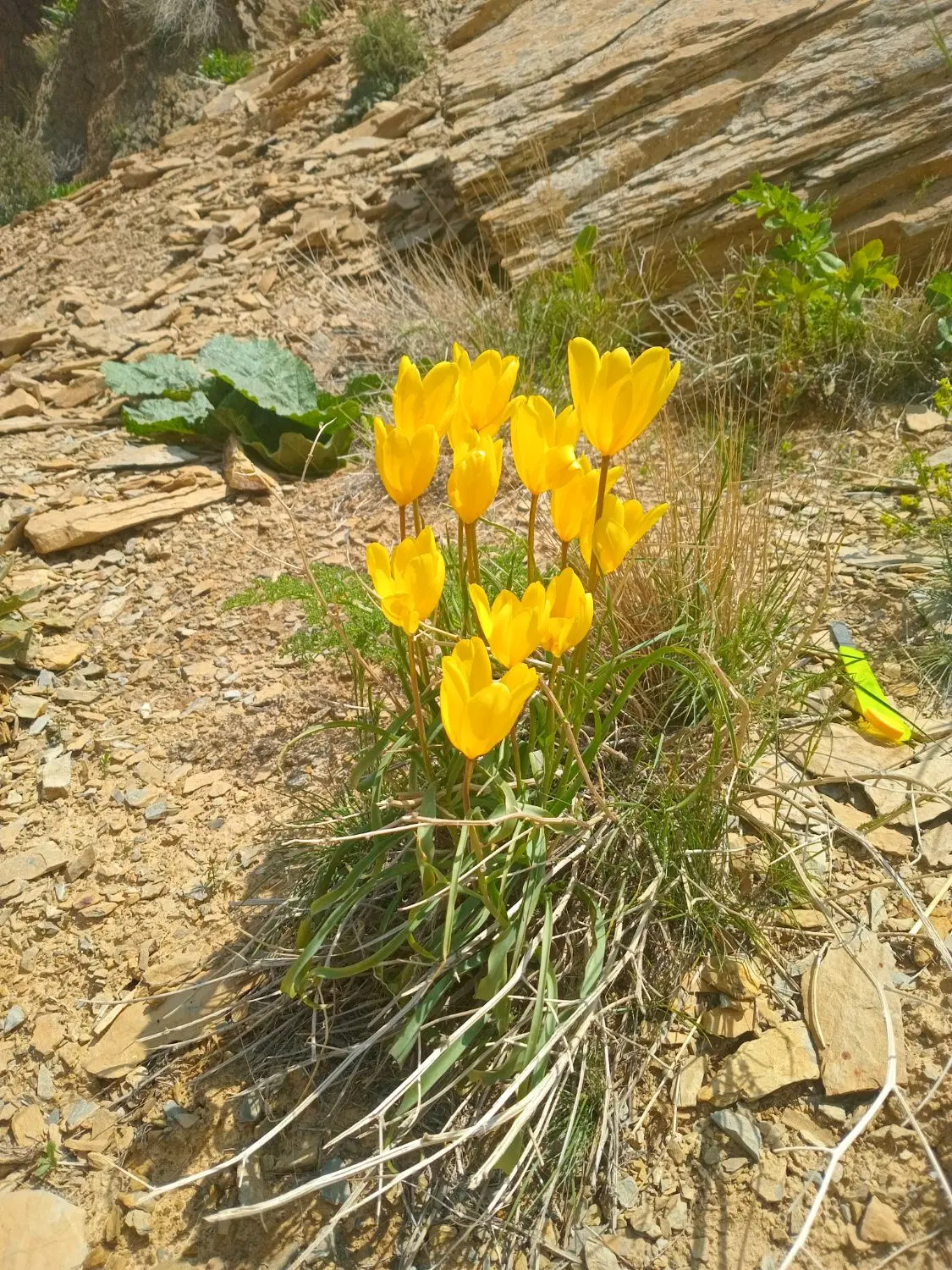 باغ ۵۰۰ متری مراد اباد