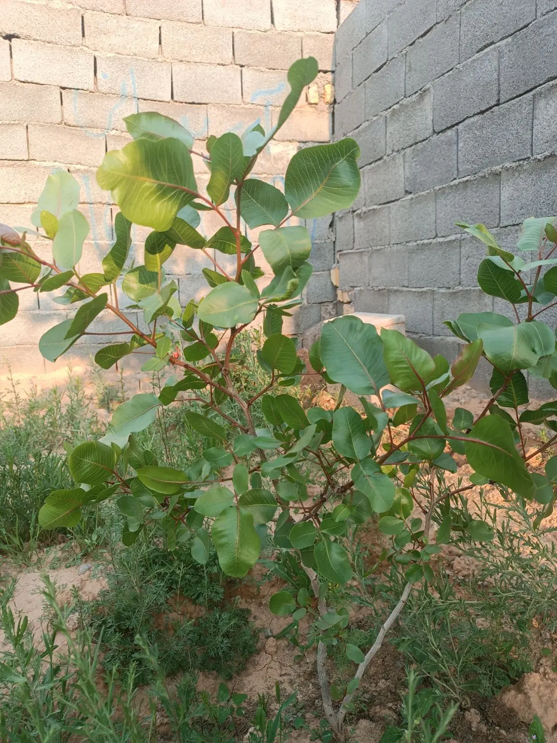 فروش باغ