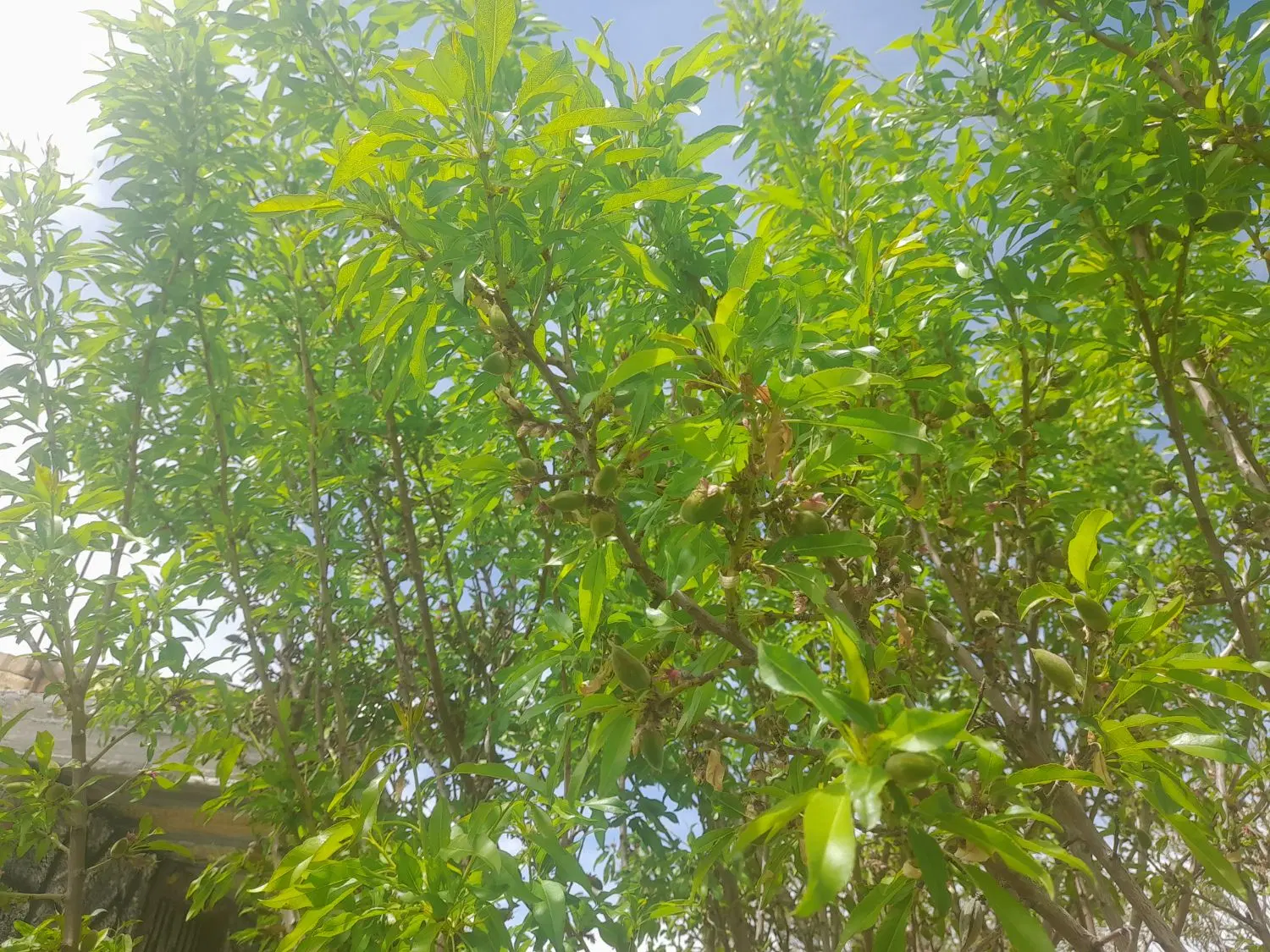باغ بادام ۱۰۰۰متری باشند تک برگ و فنس