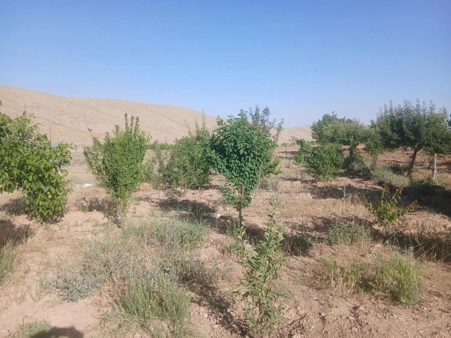 باغچه فروشی
