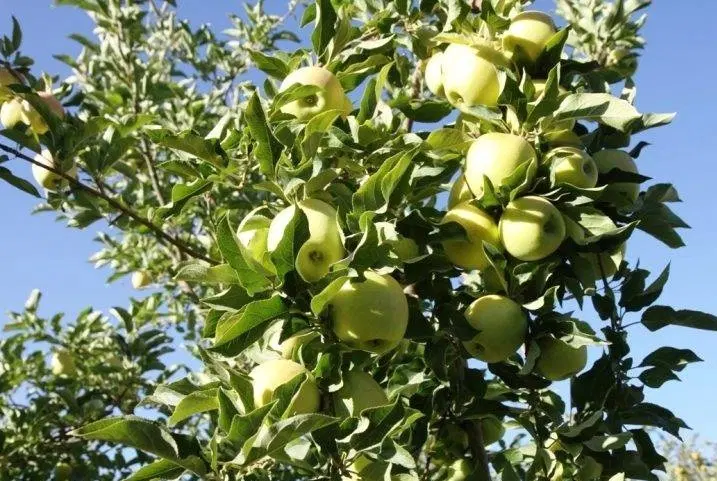 فروش باغ