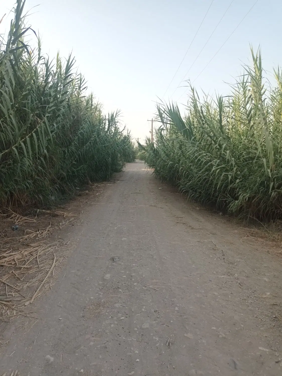 زمین باغی قطعه ۴۵۰ متری ۵ کیلومتری گرگان