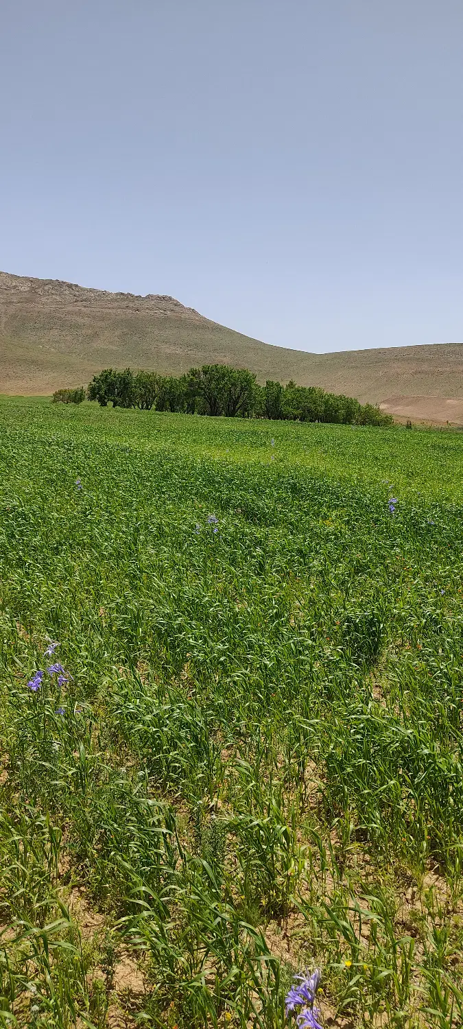 فروش زمین مسکونی