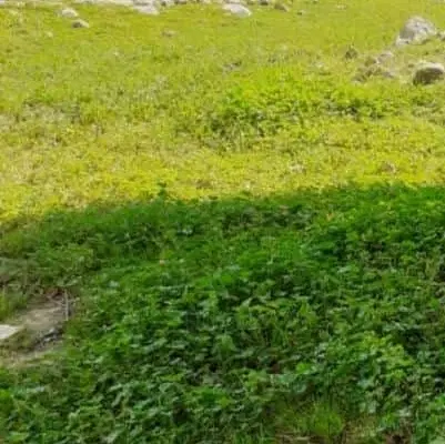 فروش زمین مسکونی و کشاورزی کوهرنگ
