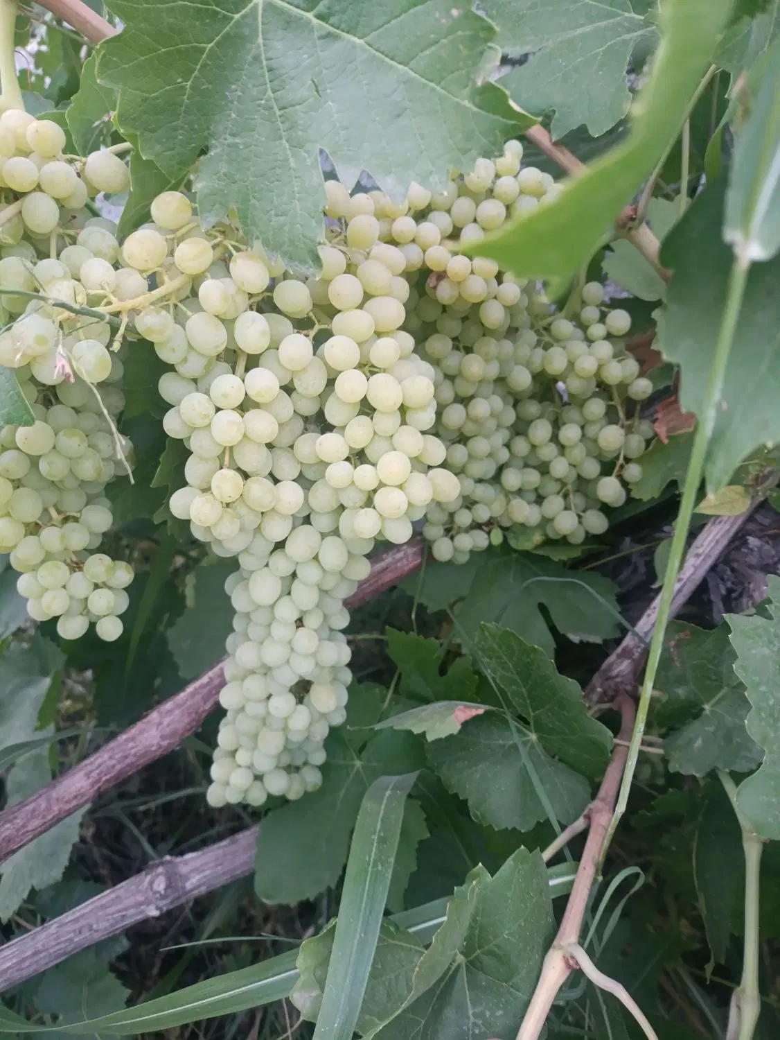 باغ انگور گردو  معاوضه با خودرو