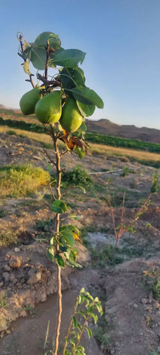 زمین دینگله کهریز