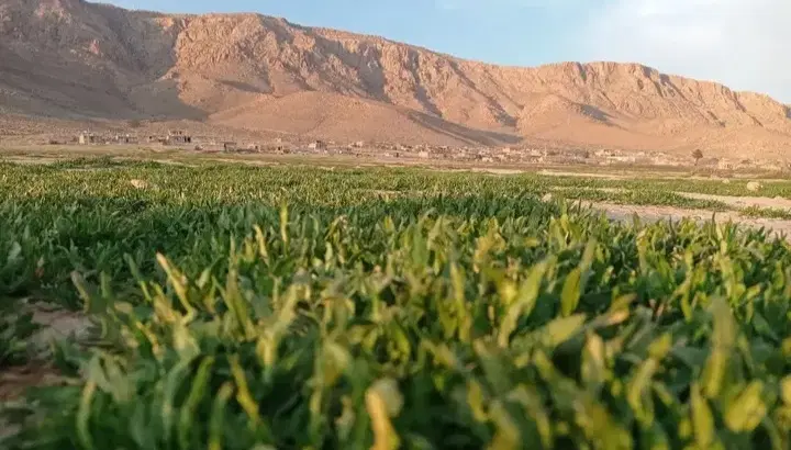 زمین  _۱۱۰۰ متری_ تجاری مسکونی
