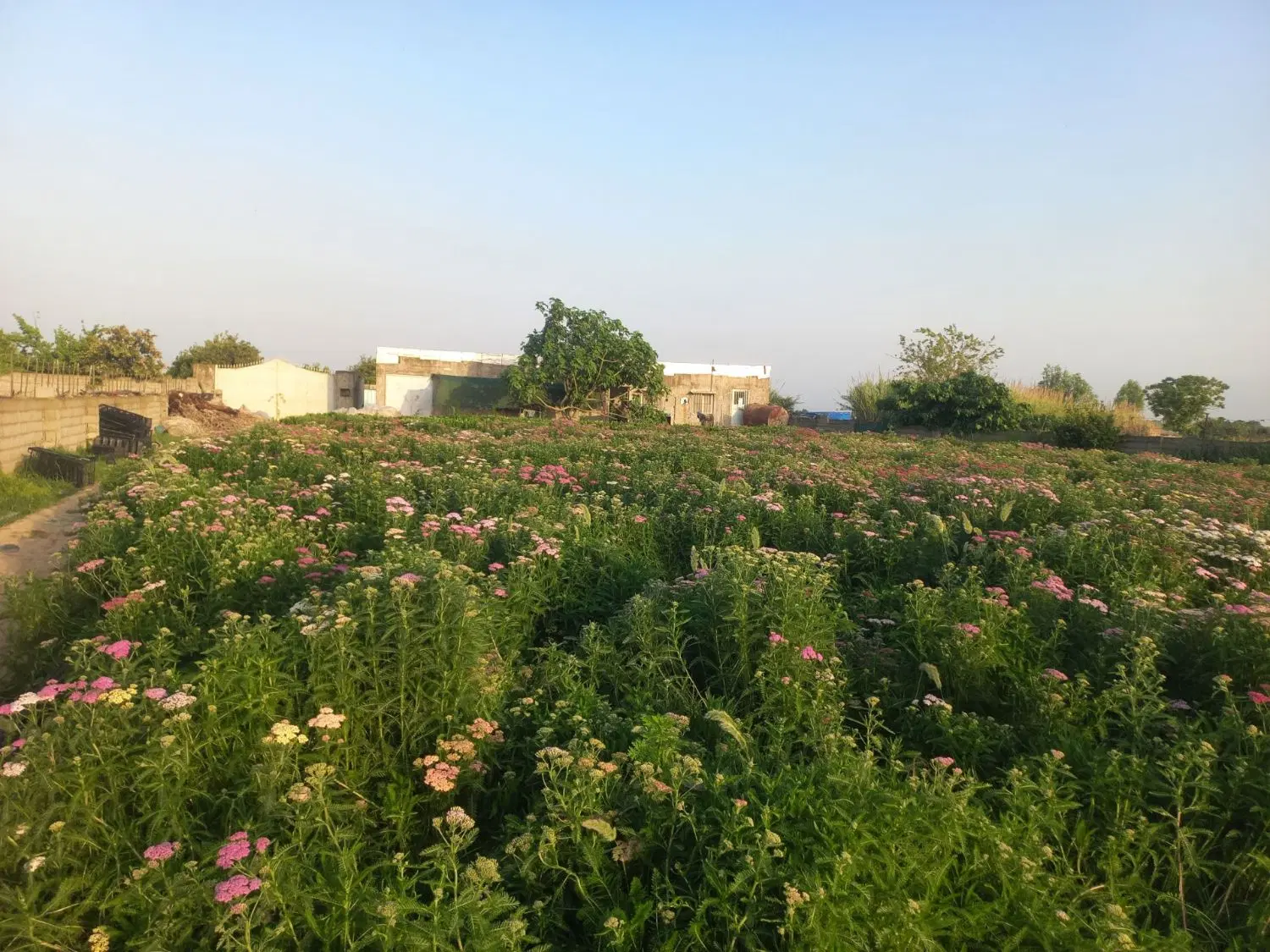 فروش  زمین ۸۰۰۰ متری کاملا محصور بهنمیر بابلسر
