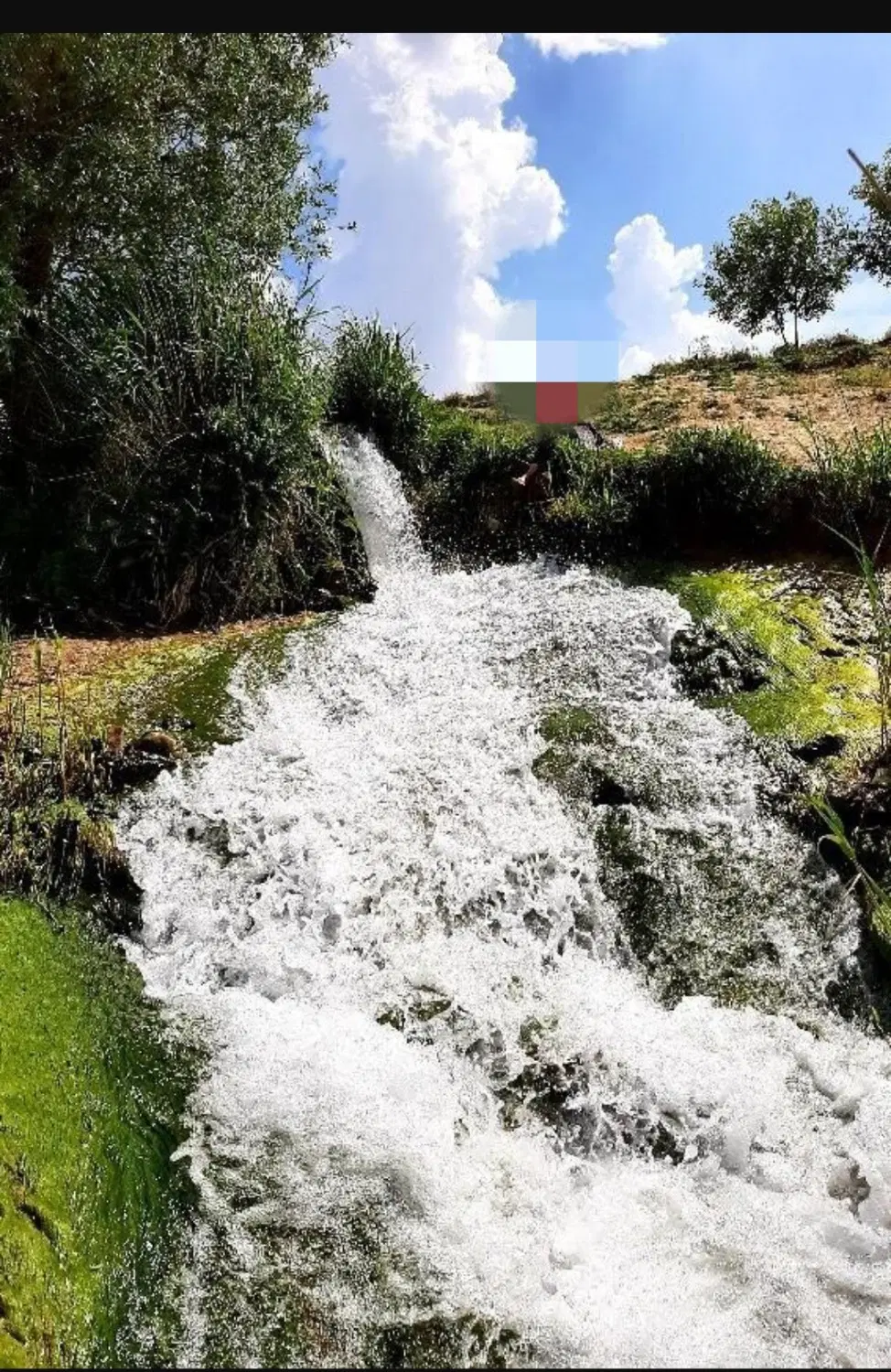 باغ چهار ساله