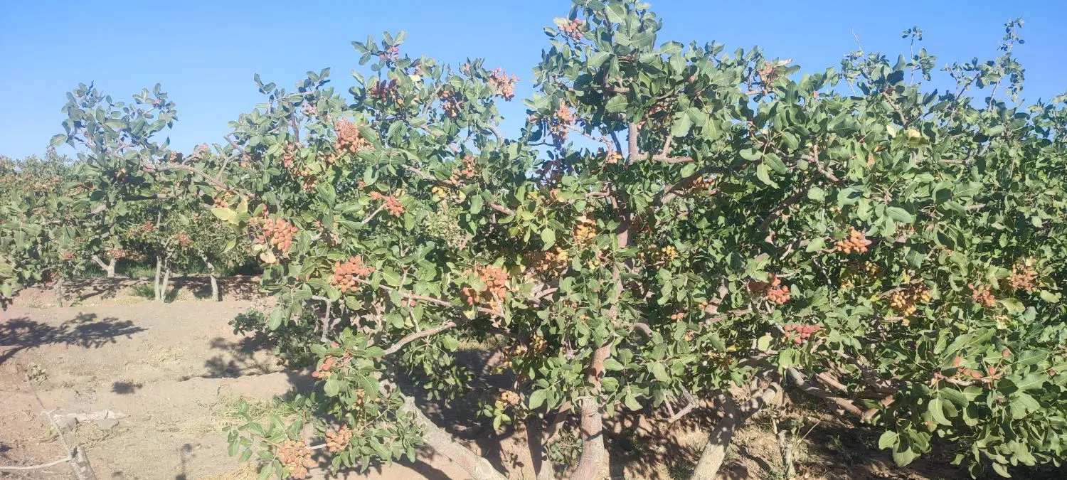 باغ پسته بارده