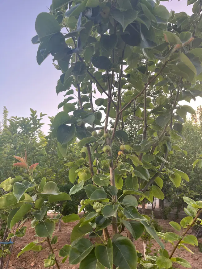 باغشهری شمیم